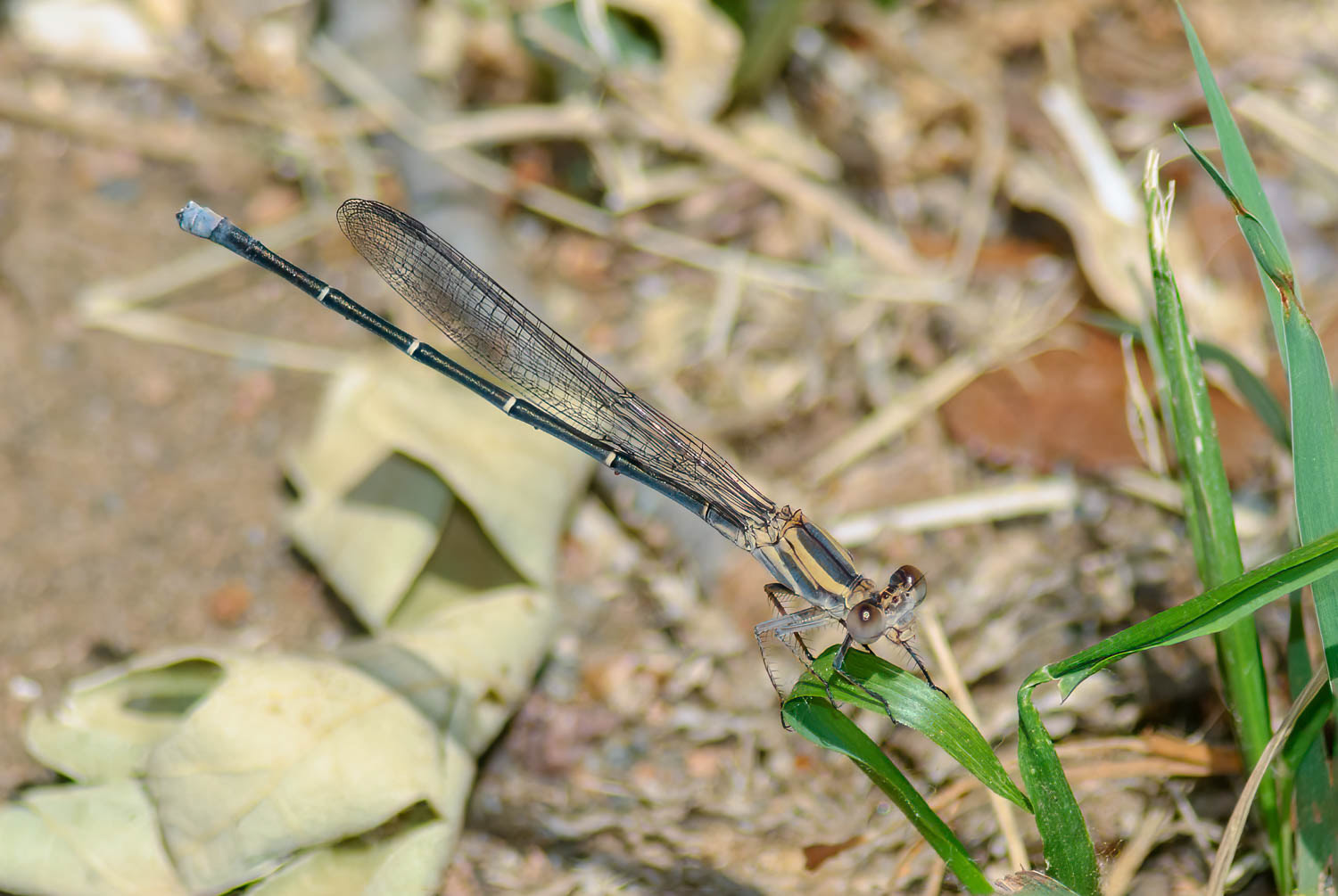 Blue-tipped Dancer (Argia tibialis) Female