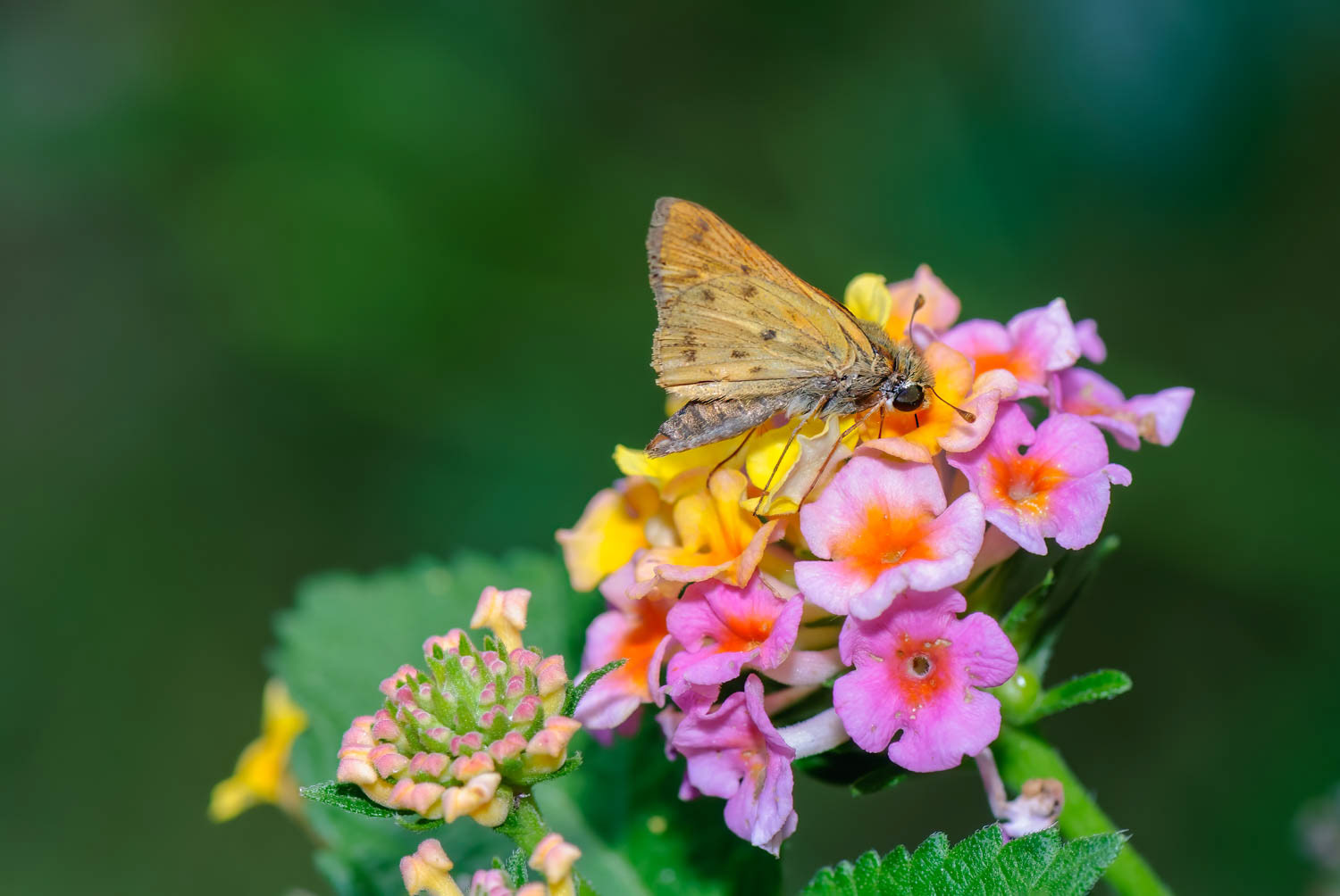 Fiery Skipper (Hylephila phyleus)