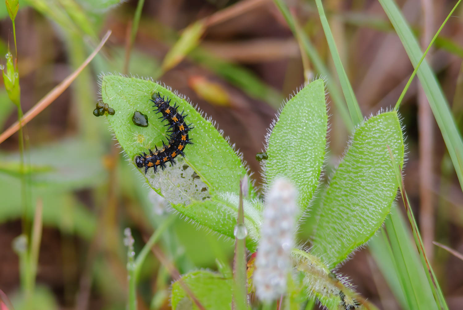 Gorgone Checkerspot Caterpillar (Chlosyne gorgone)