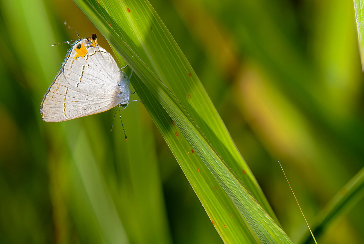 Banded Hairstreak (Satyrium calanus)