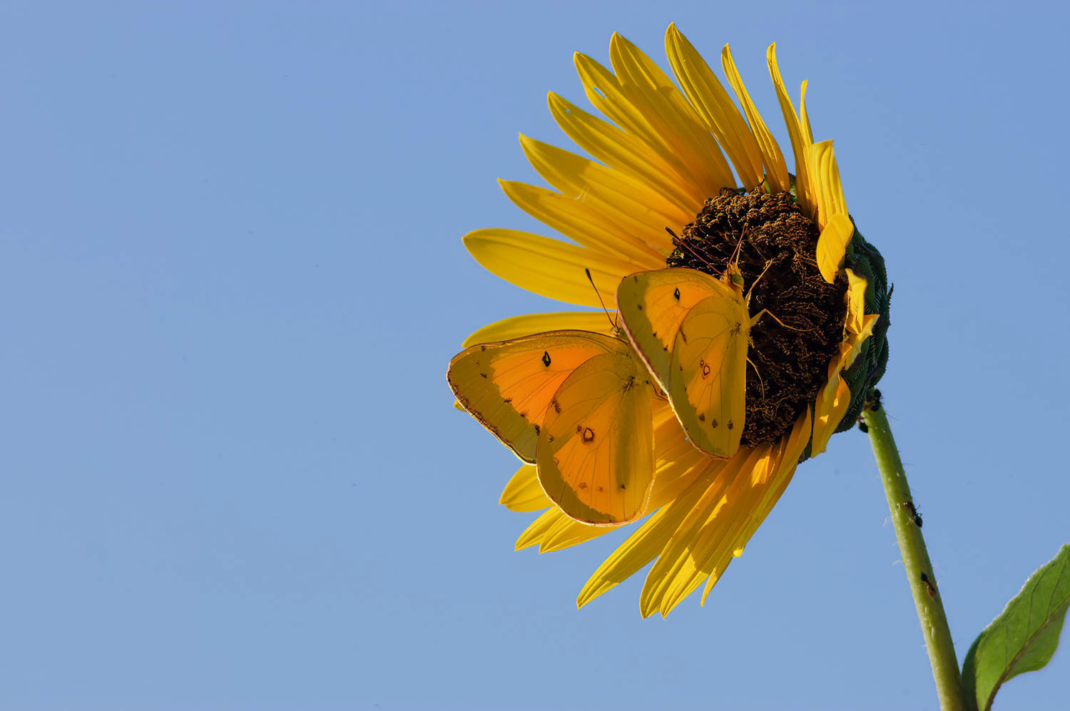 Orange Sulphur (Colias eurytheme)