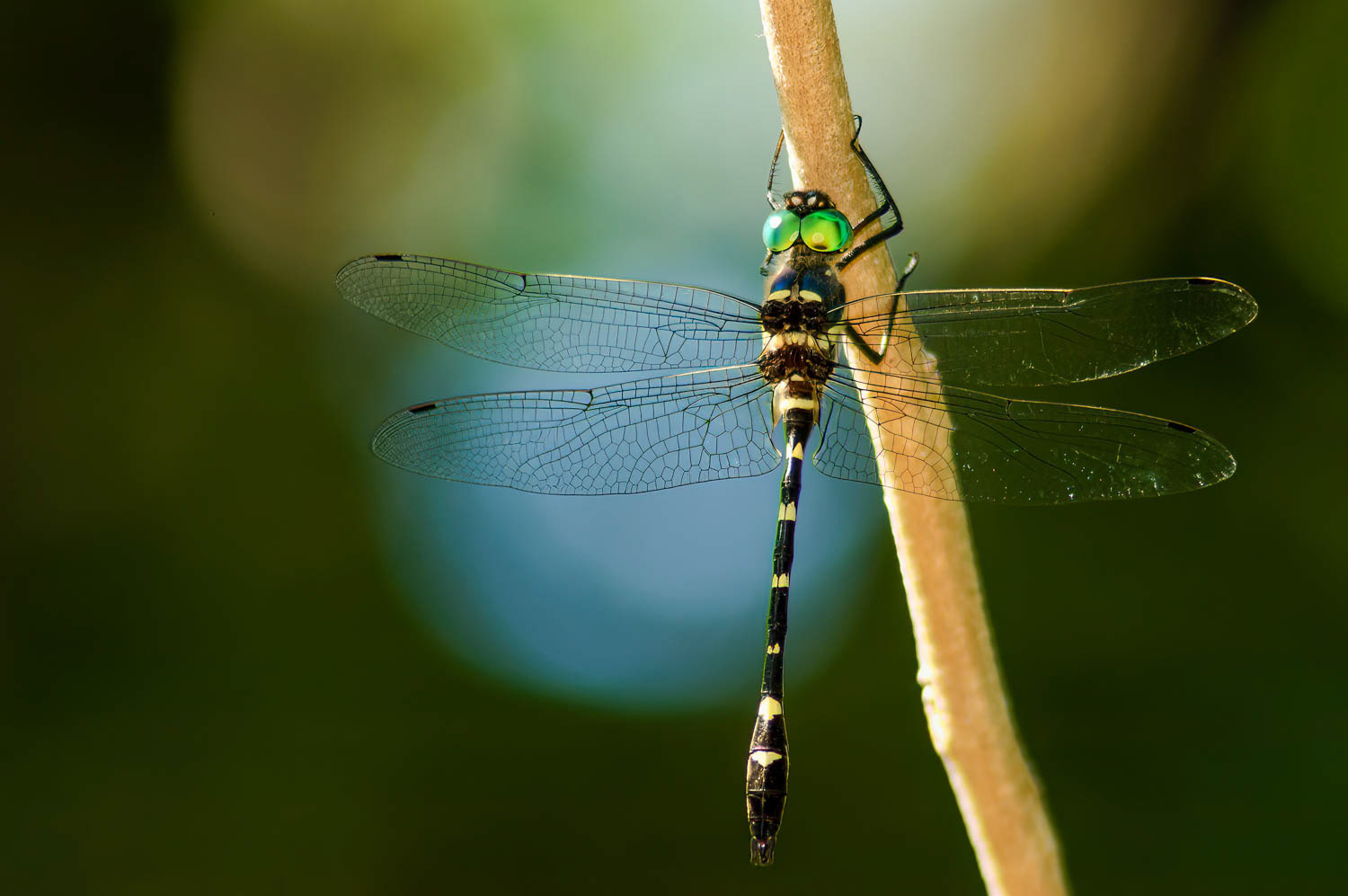 Swift River Cruiser (Macromia illinoiensis)