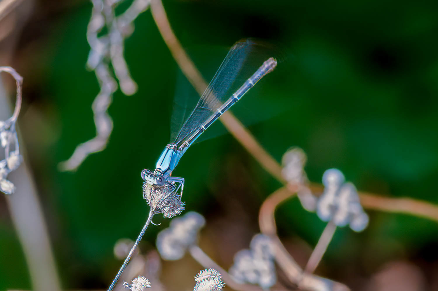 Blue-ringed Dancer (Argia sedula) Male