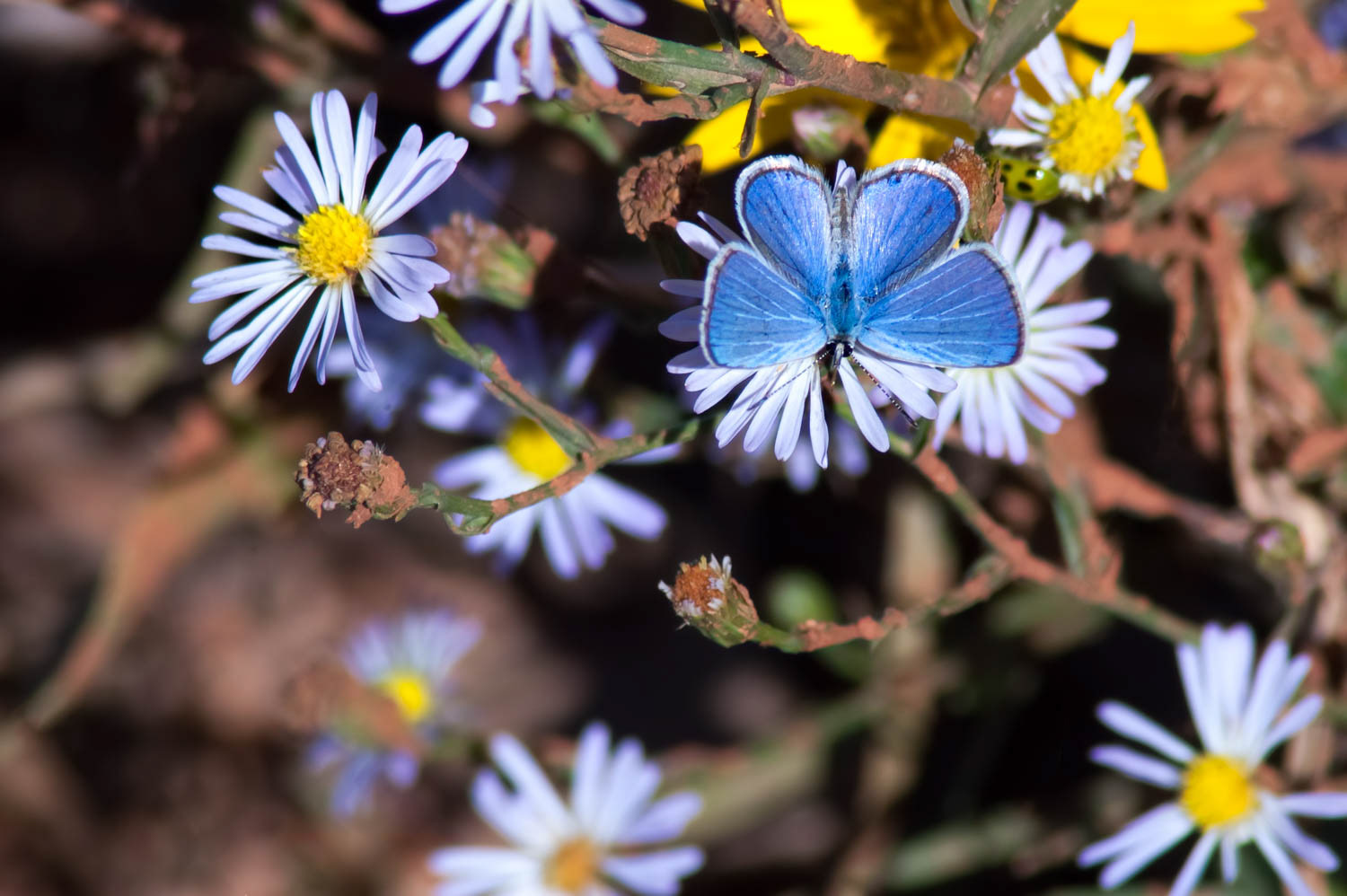 Ceraunus Blue (Hemiargus ceraunus antibubastus)
