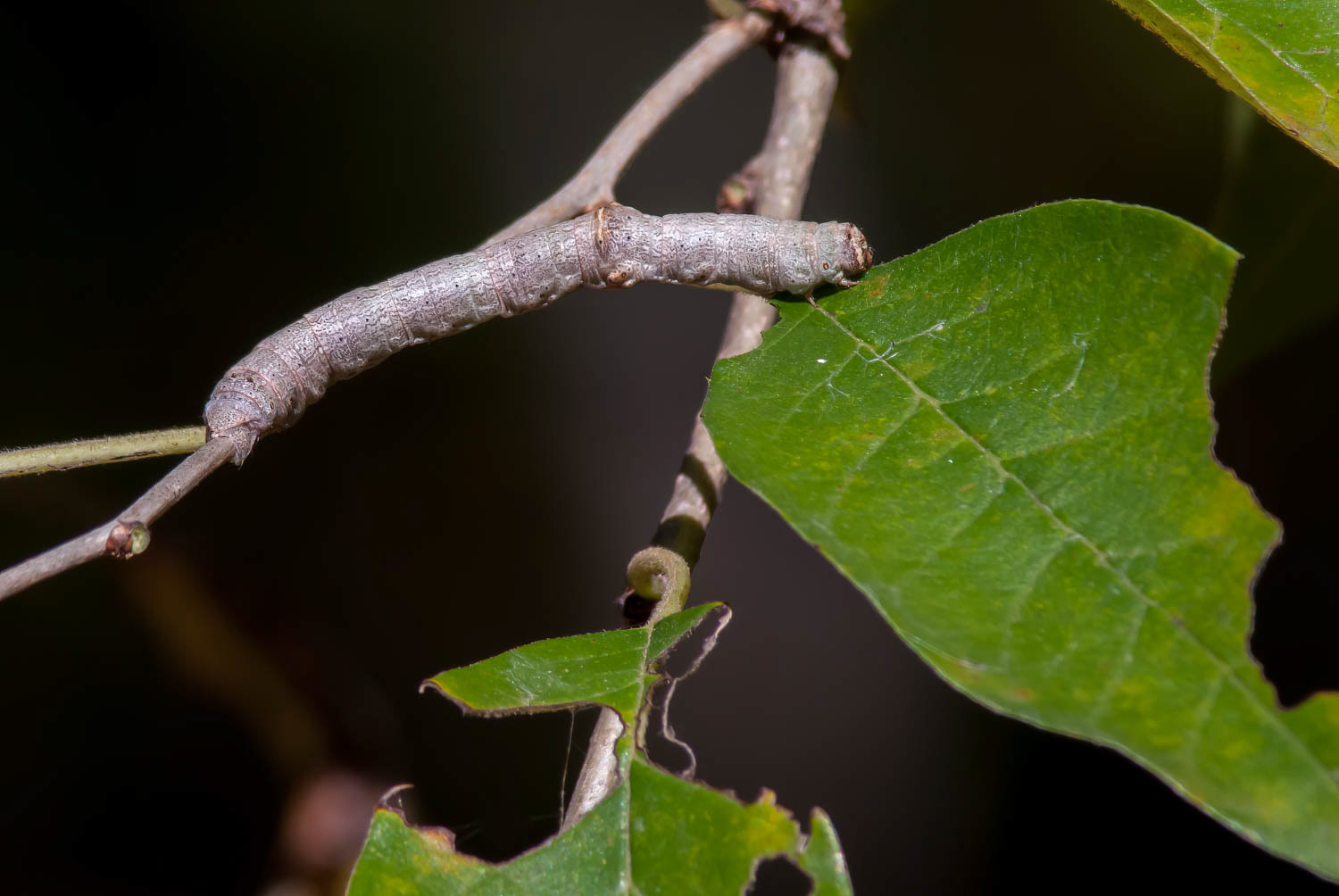 Purplish-brown looper (Eutrapela clemataria)