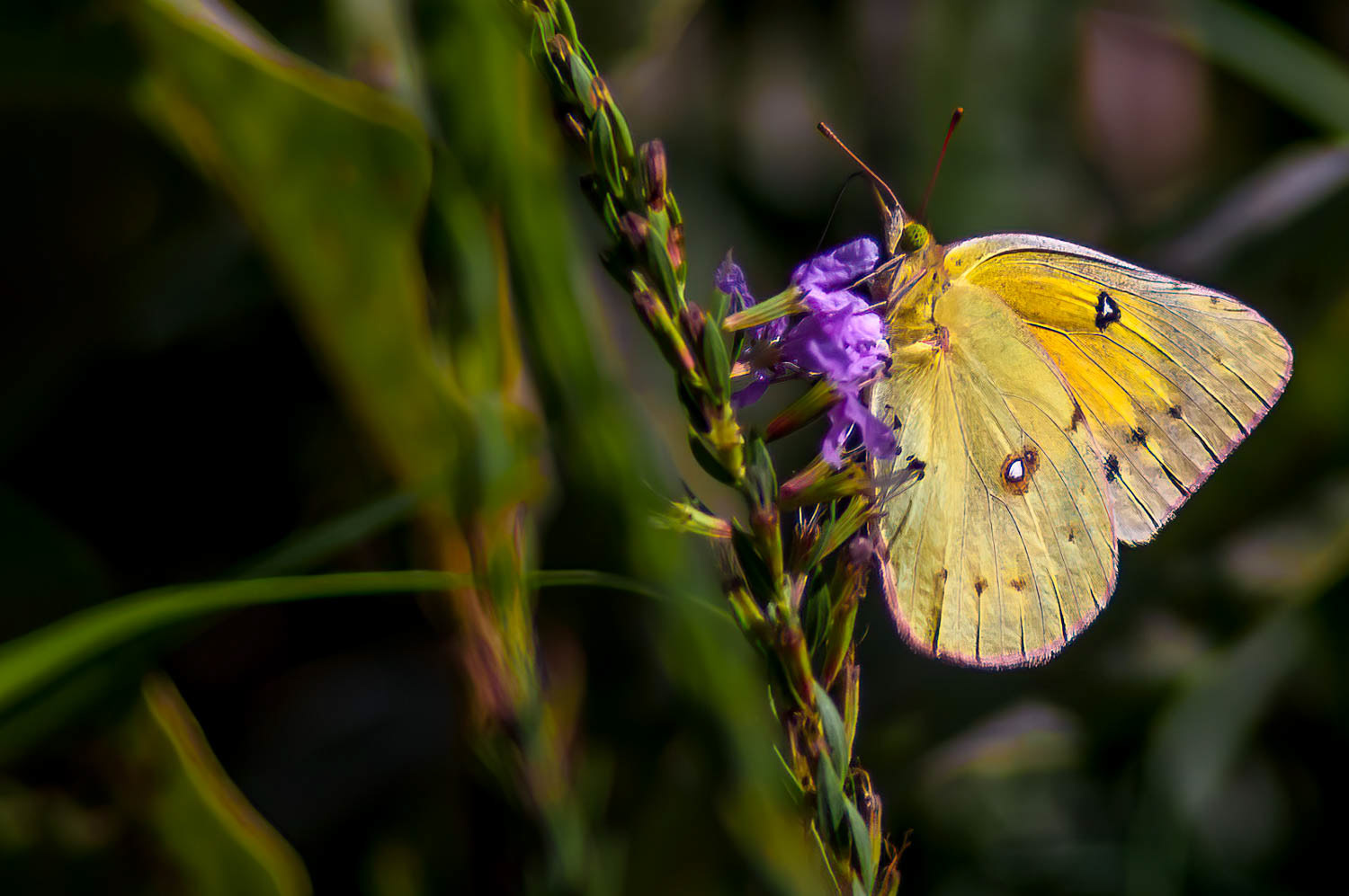 Orange Sulphur (Colias eurytheme)