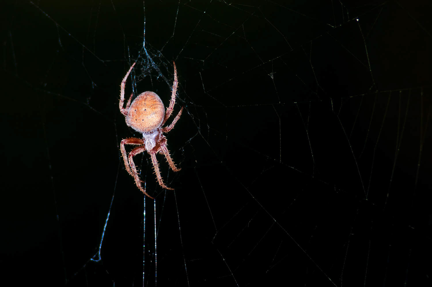 Spotted Orb Weaver Spider