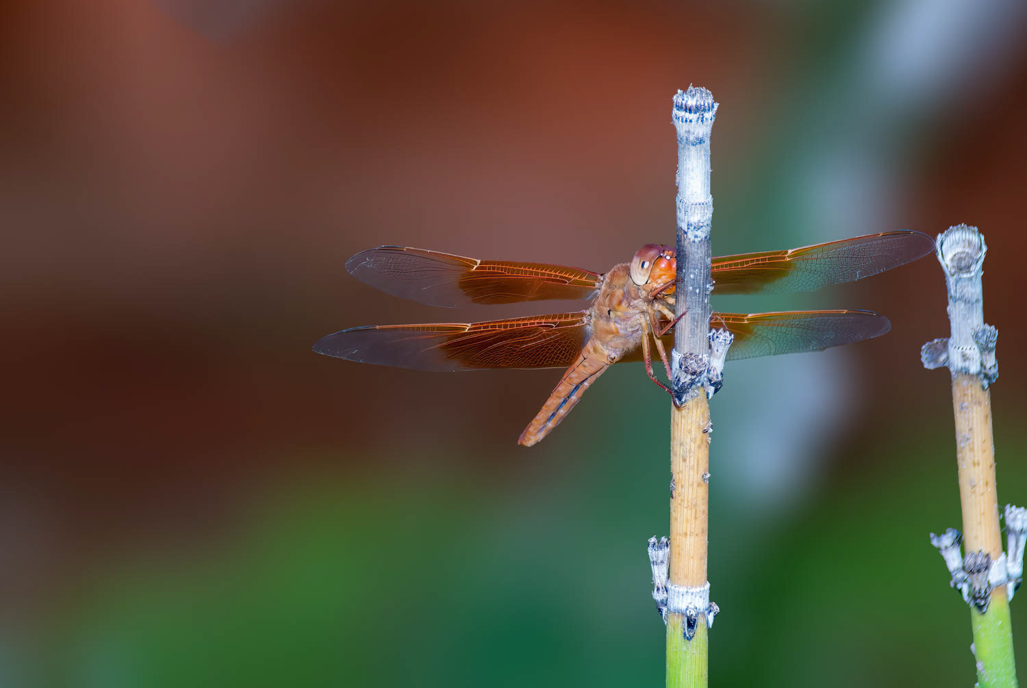 Flame Skimmer (Libellula saturata)