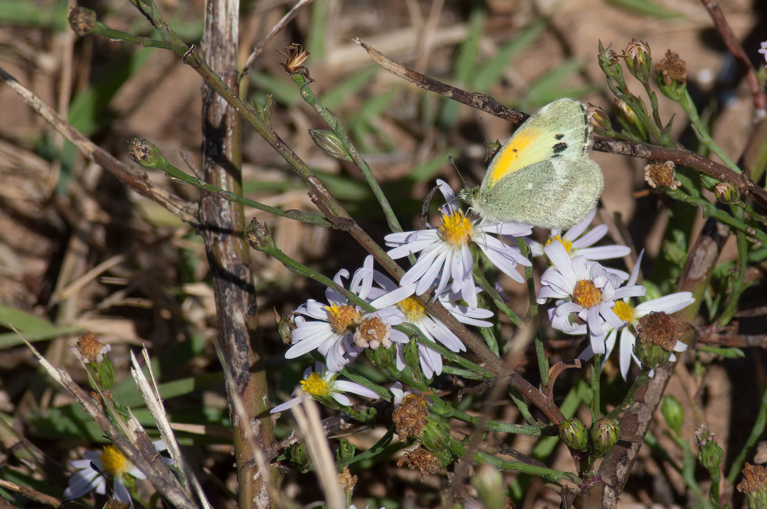 Dainty Sulphur Nathalis iole