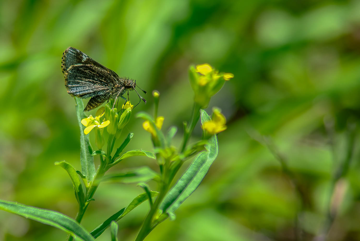 Common Roadside-Skipper Amblyscirtes vialis