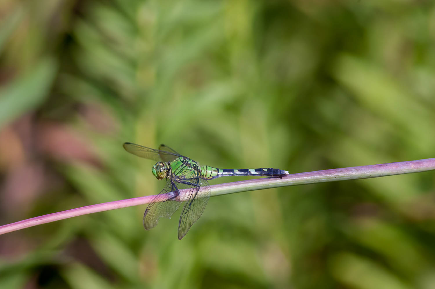 Eastern Pondhawk (Erythemis simplicicollis) Female