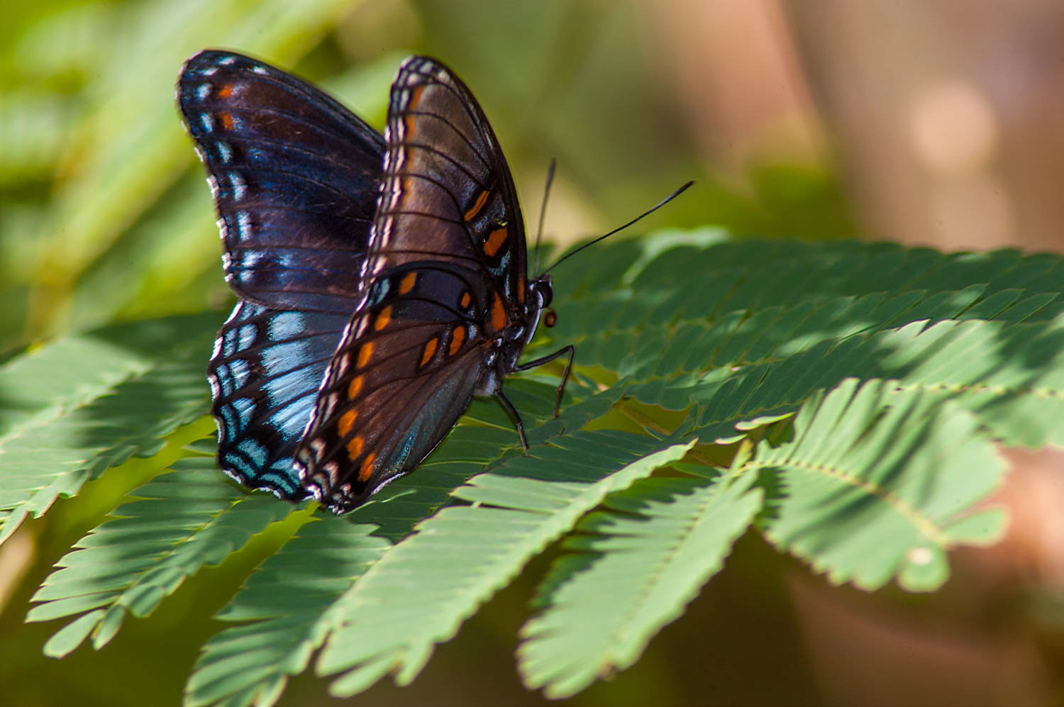 Red-spotted Purple (Limenitis arthemis astyanax)
