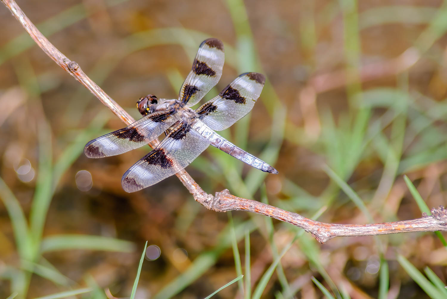 Twelve-spotted Skimmer (Libellula pulchella)