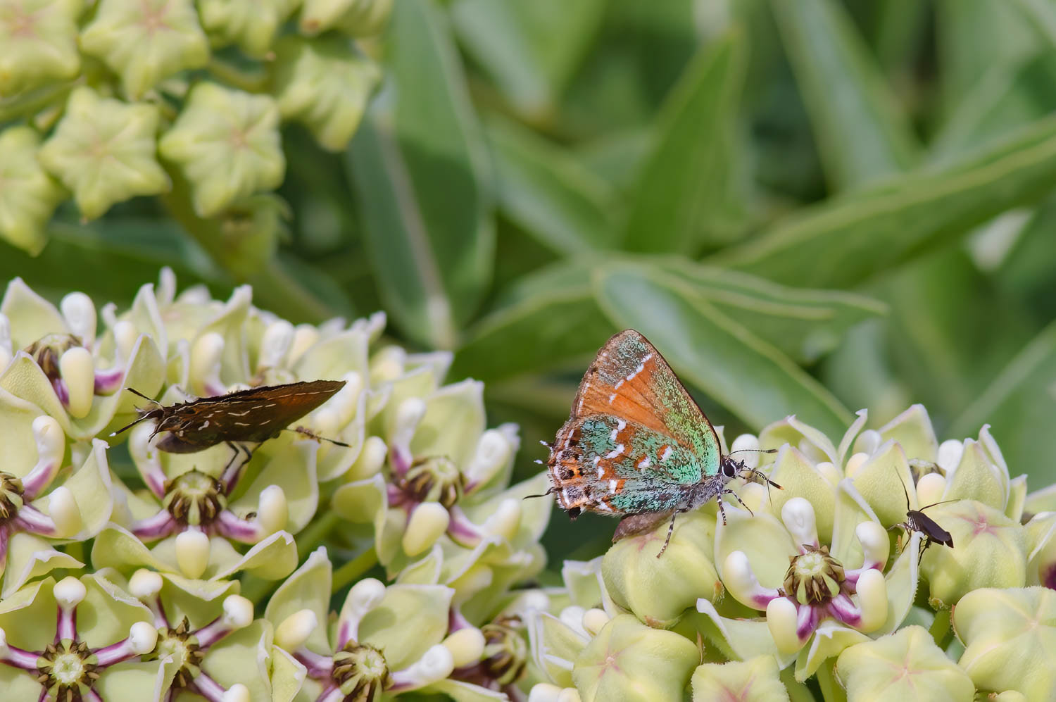 Juniper Hairstreak (Callophrys gryneus)