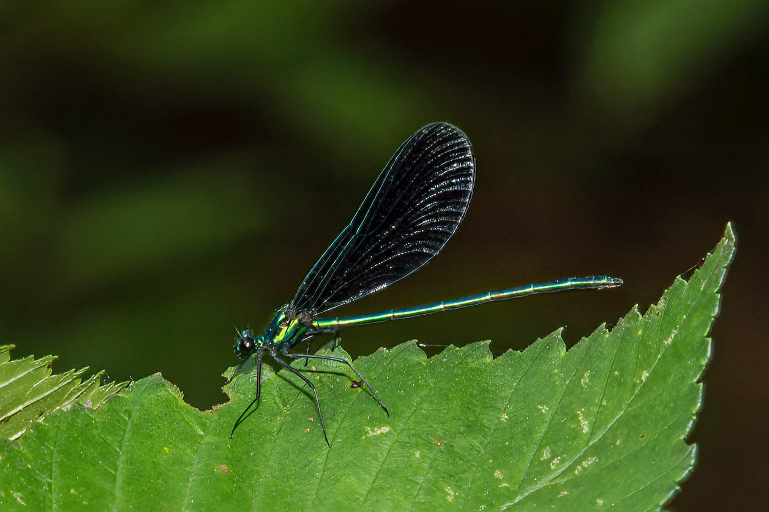 Ebony Jewelwing (Calopteryx maculata) Male