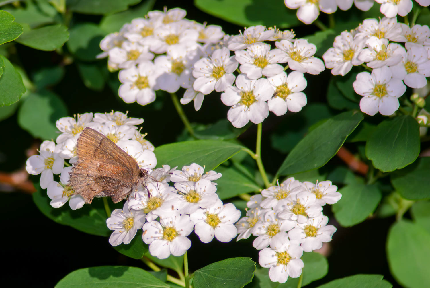 Henry's Elfin (Callophrys henrici)