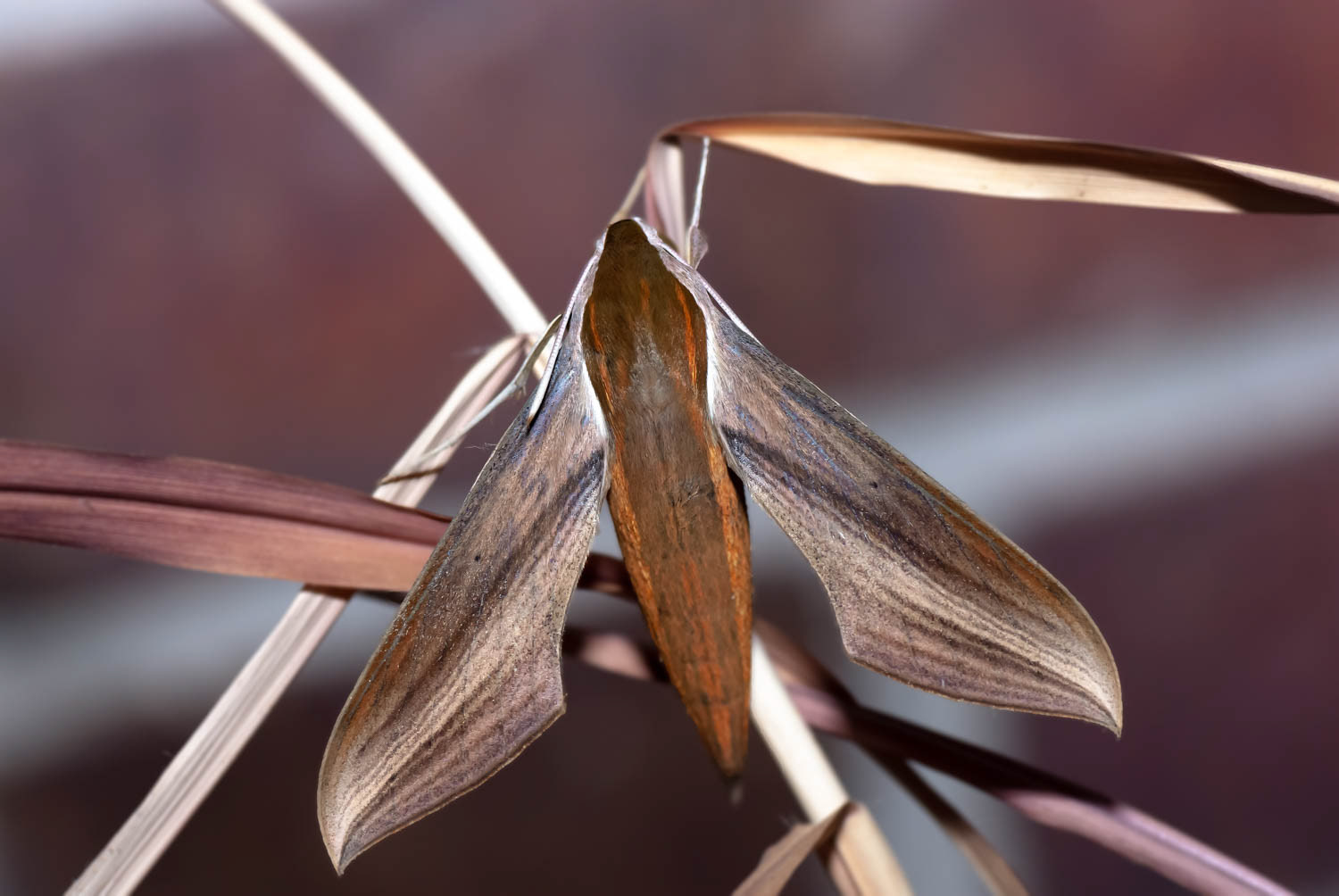 Tersa Sphinx Moth (Xylophanes tersa)