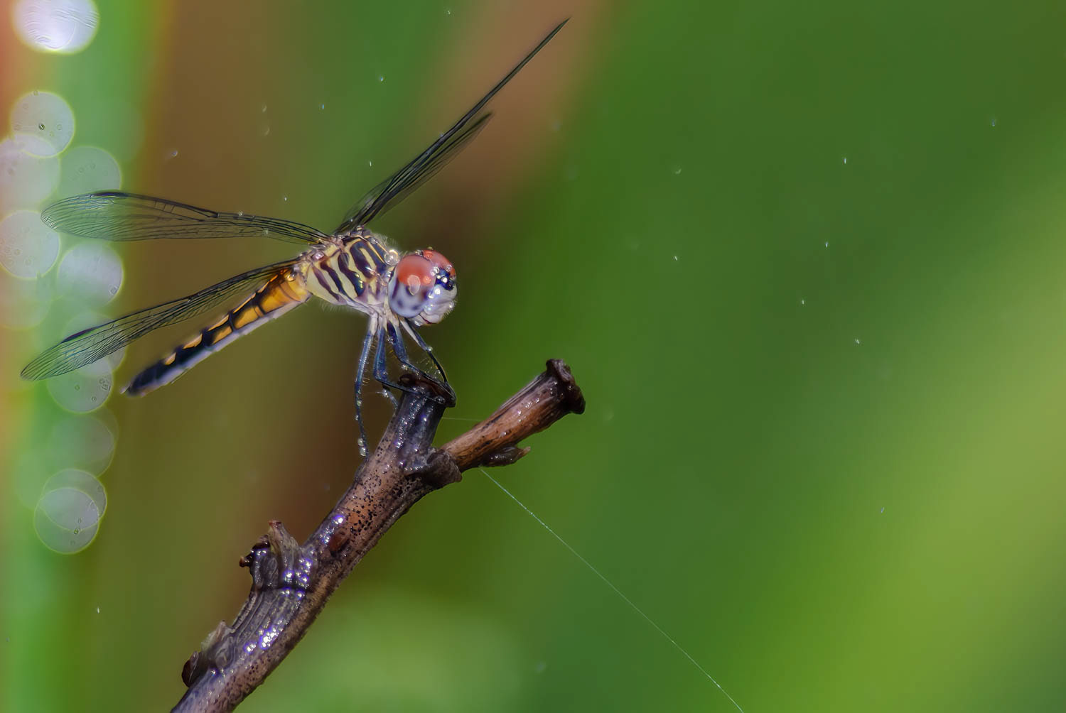 Blue Dasher (Pachydiplax longipennis) Female