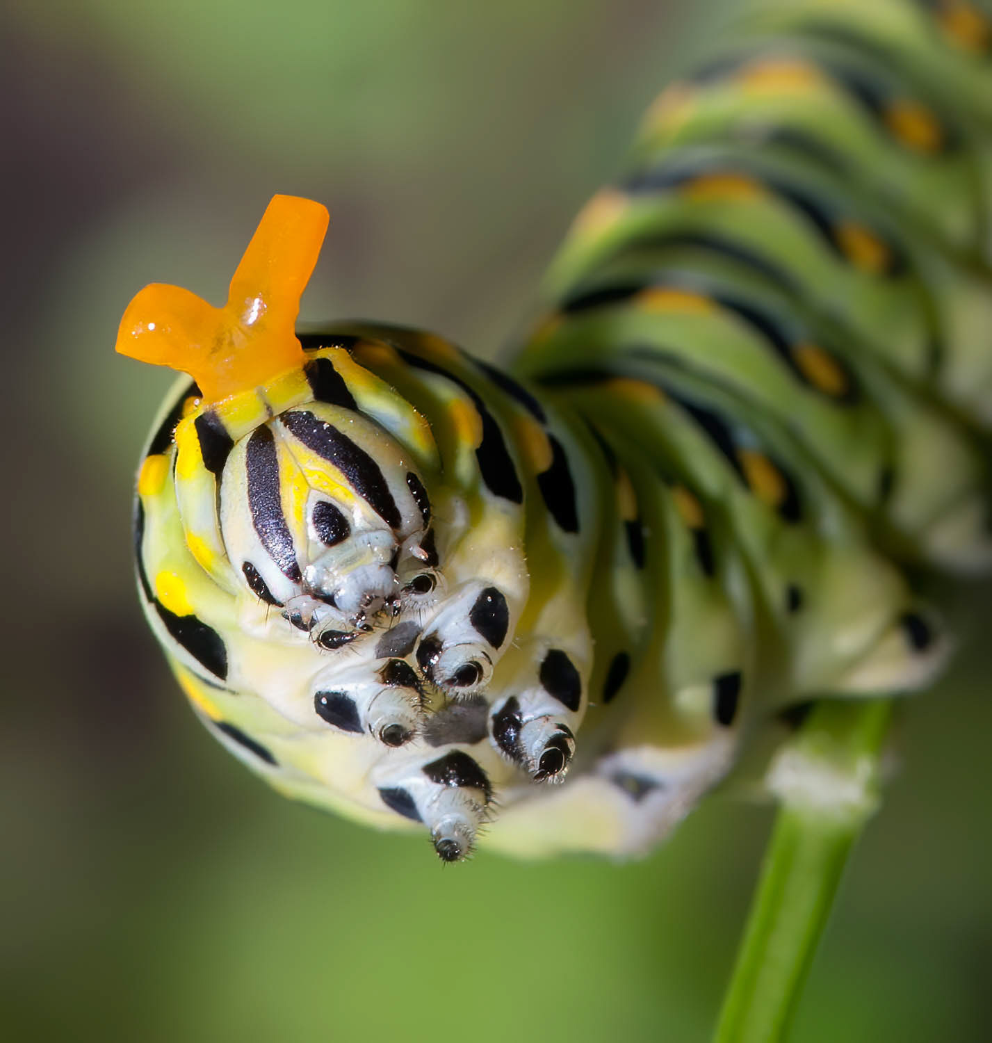 Black Swallowtail Caterpillar (Papilio polyxenes) Osmeterium Extended
