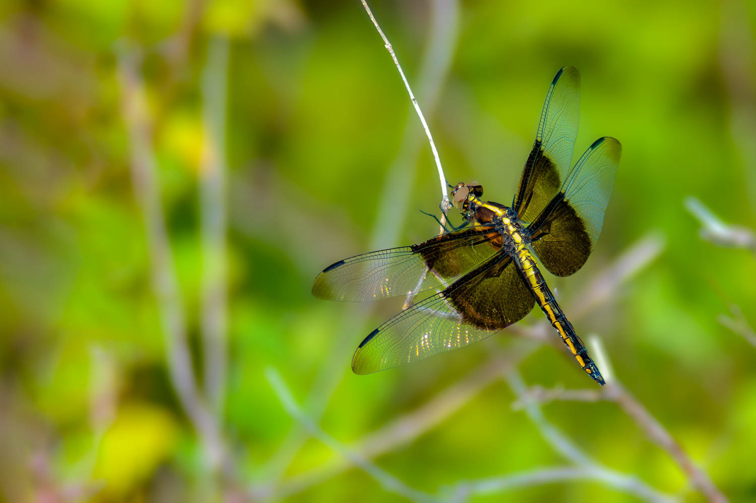 Widow Skimmer (Libellula luctuosa) Female