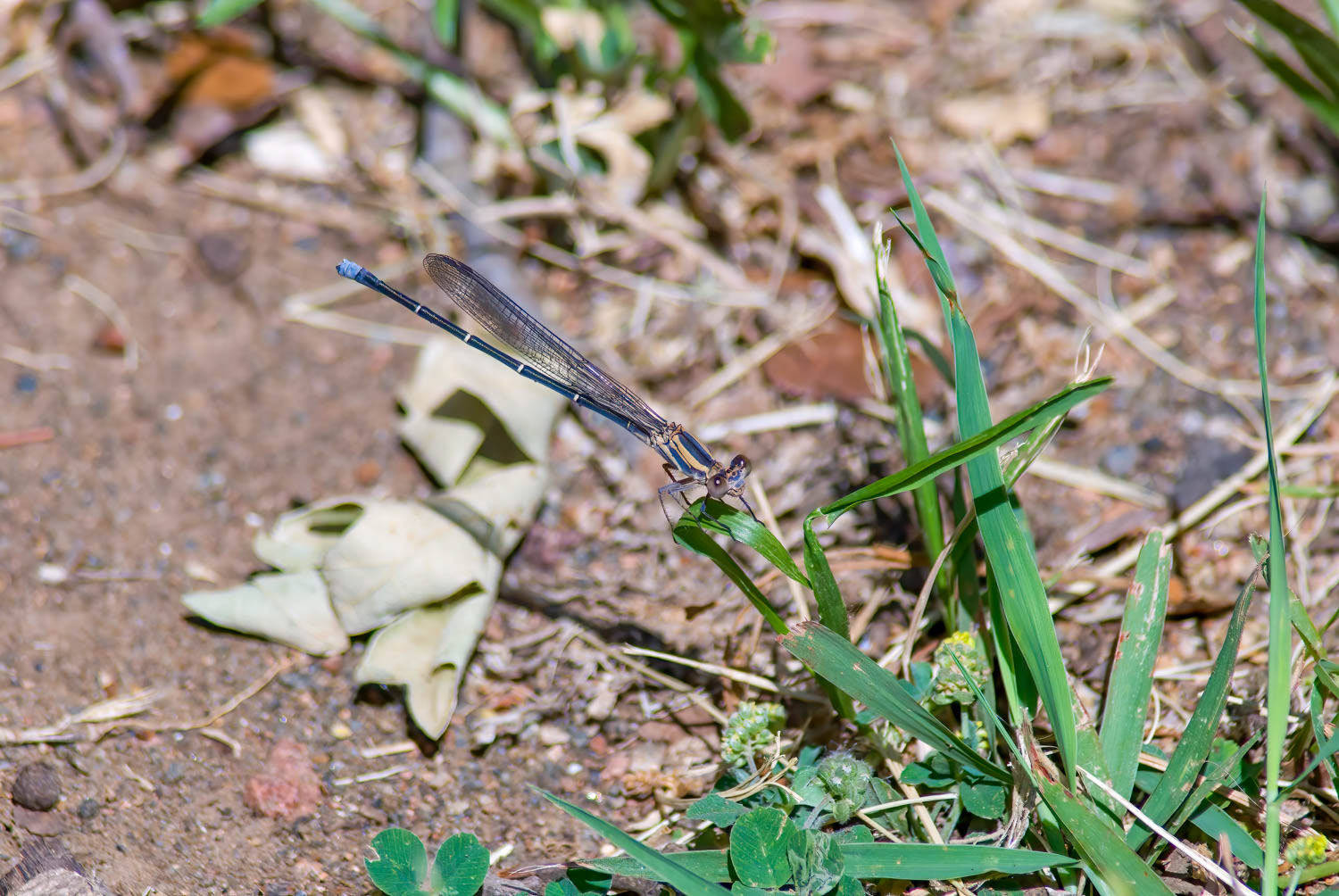 Blue-tipped Dancer (Argia tibialis) Male