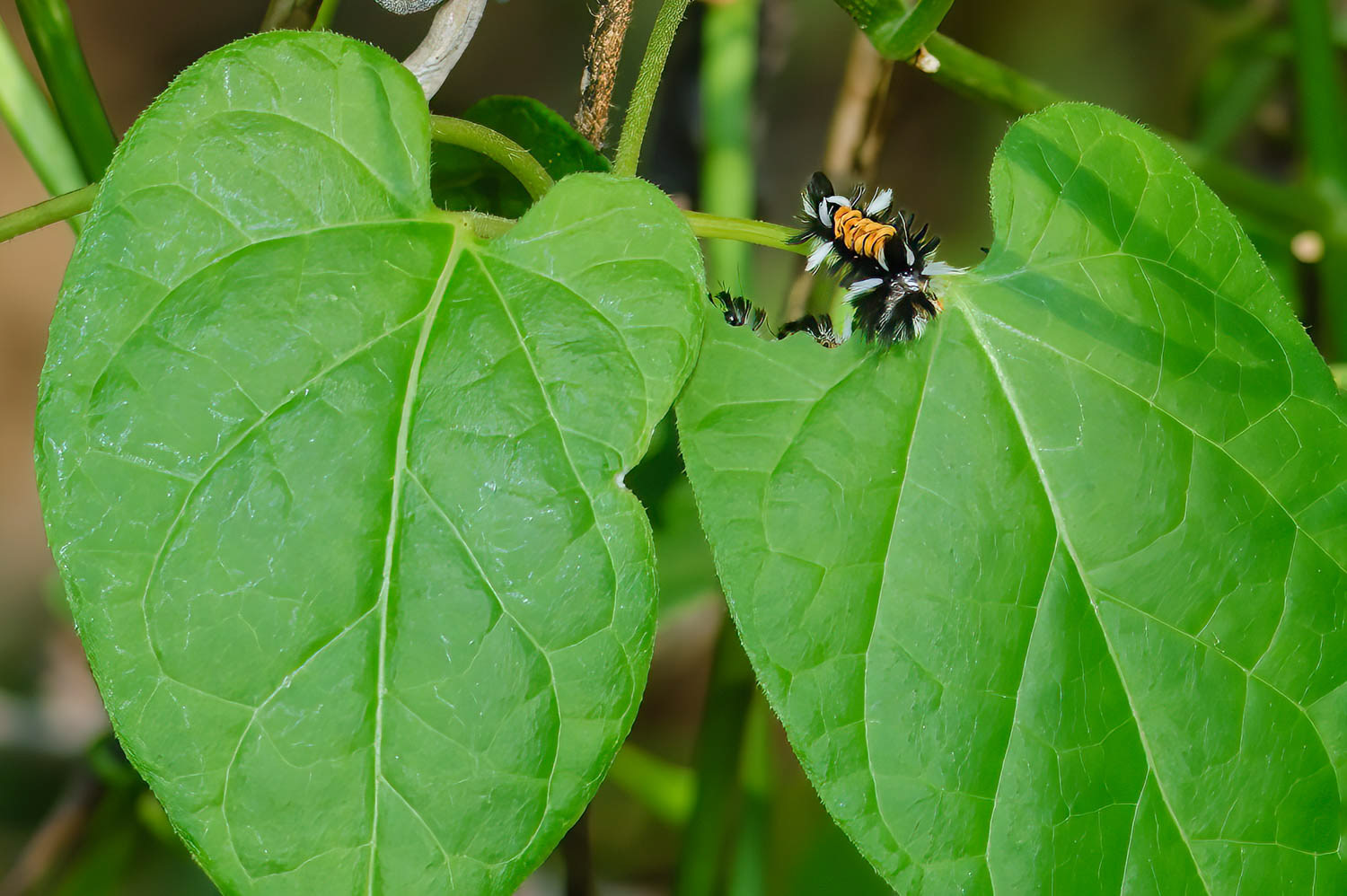 Milkweed Tussock Moth (Euchaetes egle)v
