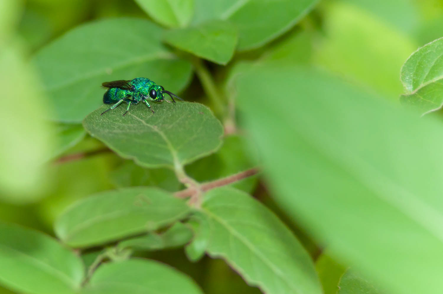 Cuckoo Wasp (Chrysididae)