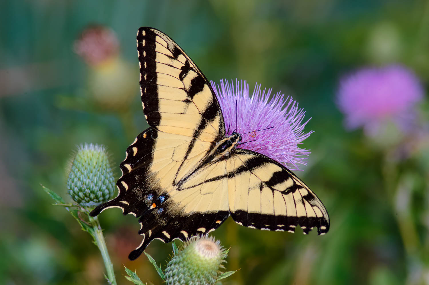Eastern Tiger Swallowtail (Pterourus glaucus)