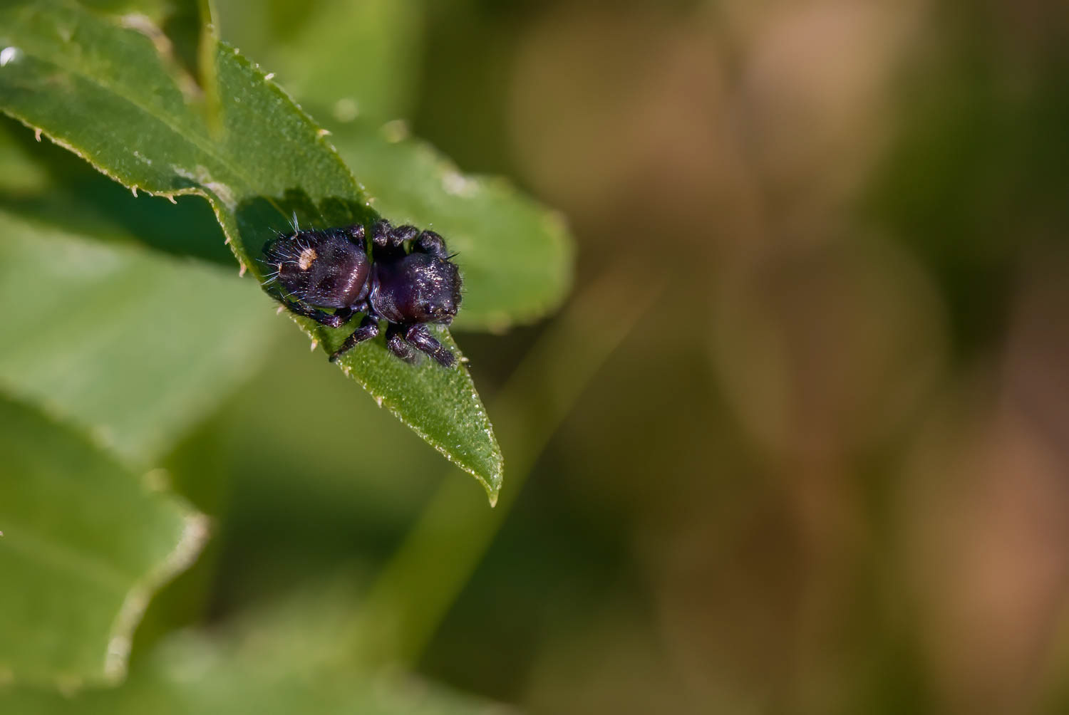 Bold Jumper (Phidippus audax