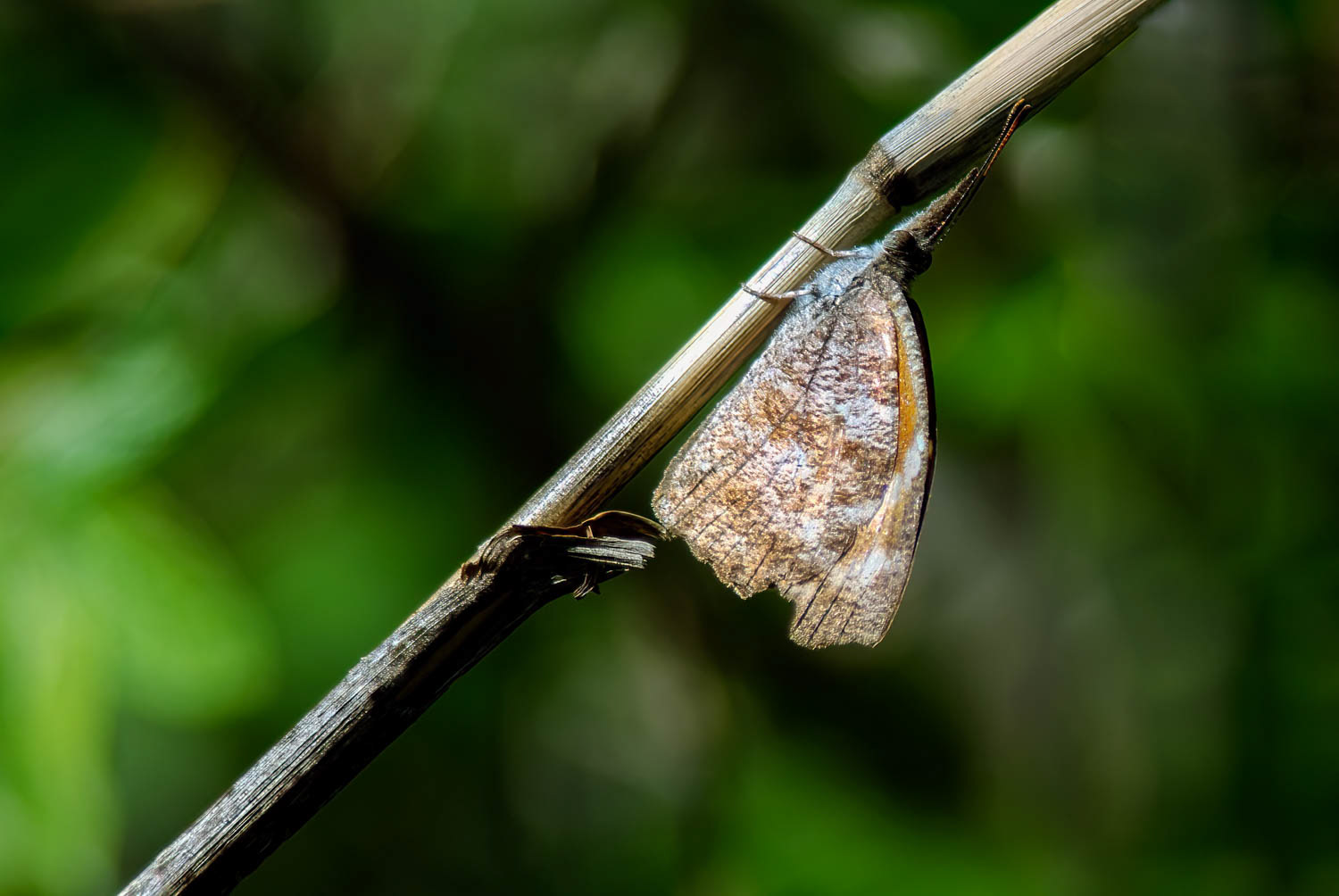 American Snout (Libytheana carinenta)