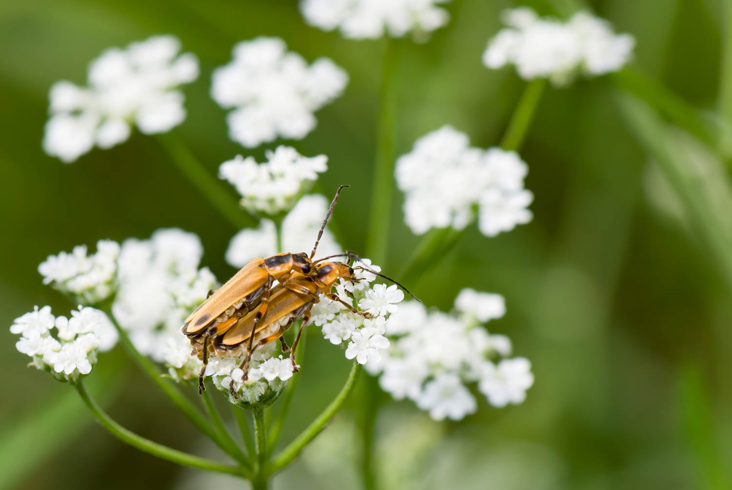 Pennsylvania Leatherwing Beetle (Chauliognathus pennsylvanicus)