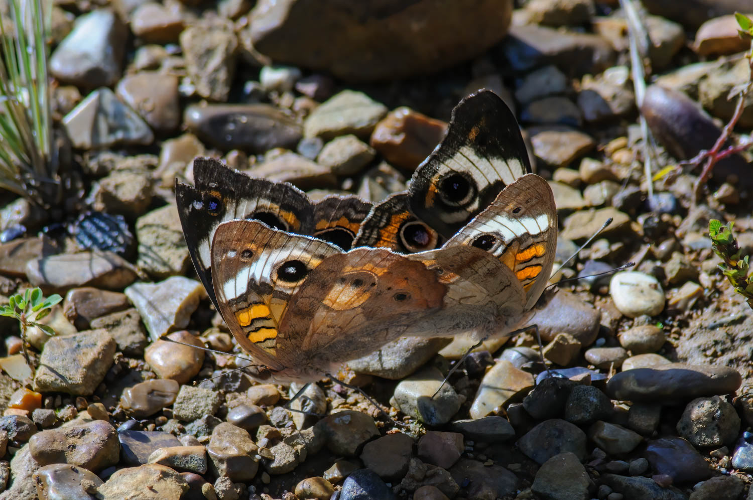 Common Buckeye (Junonia coenia Hübner)