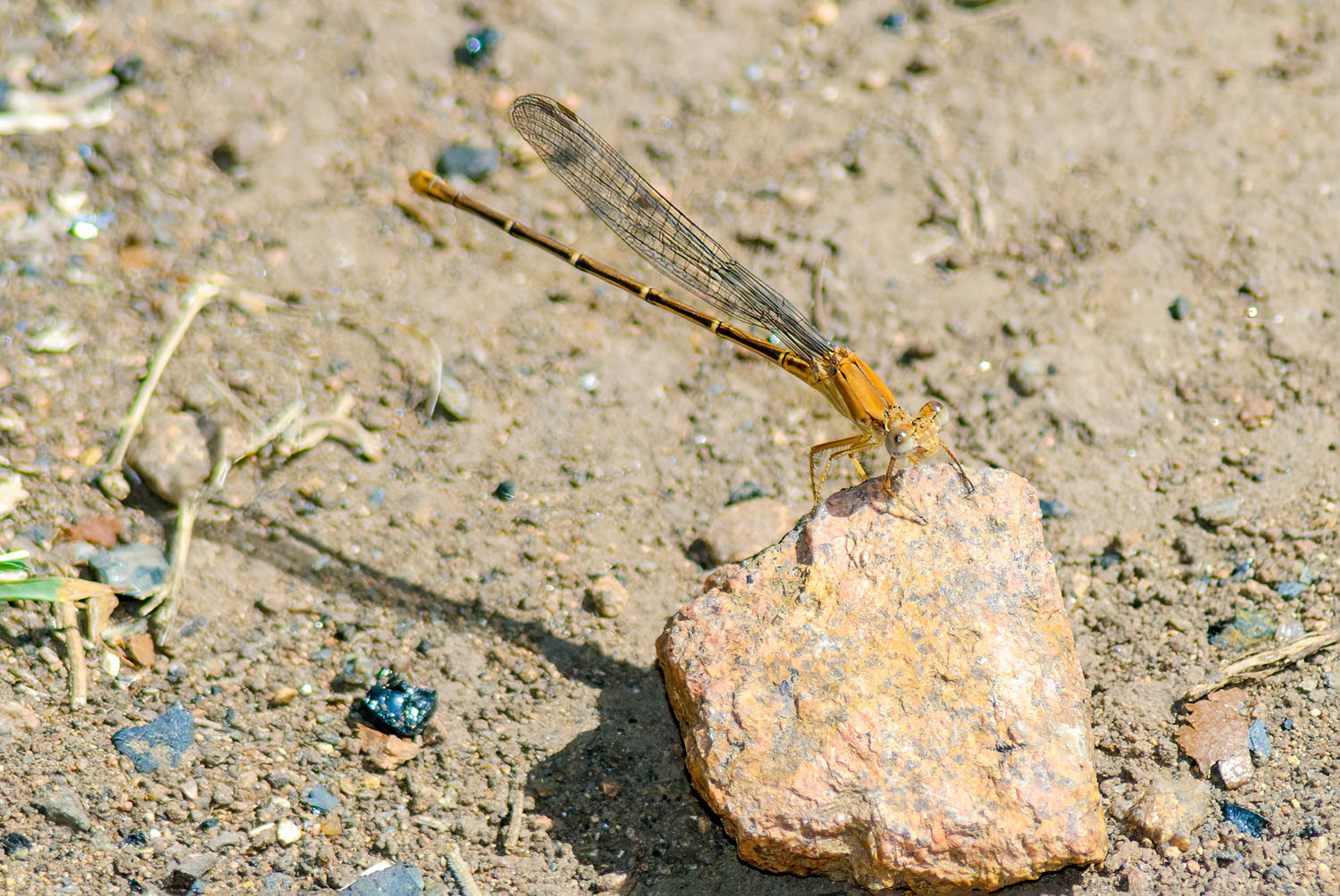 Blue-ringed Dancer (Argia sedula) Female