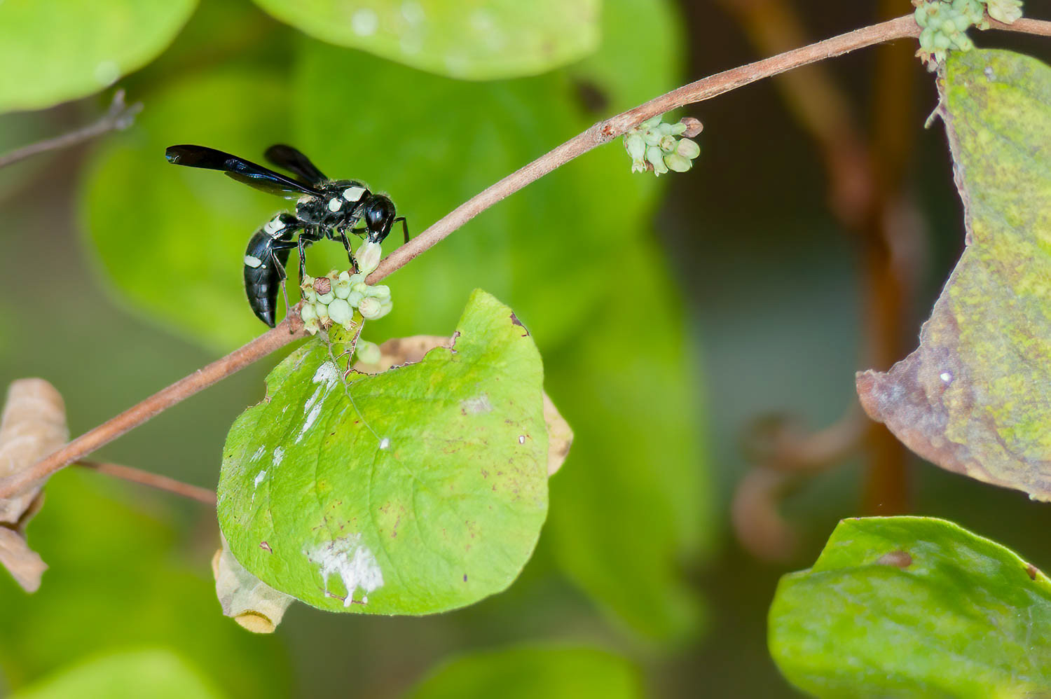 Mason Wasp (Mason Wasp)