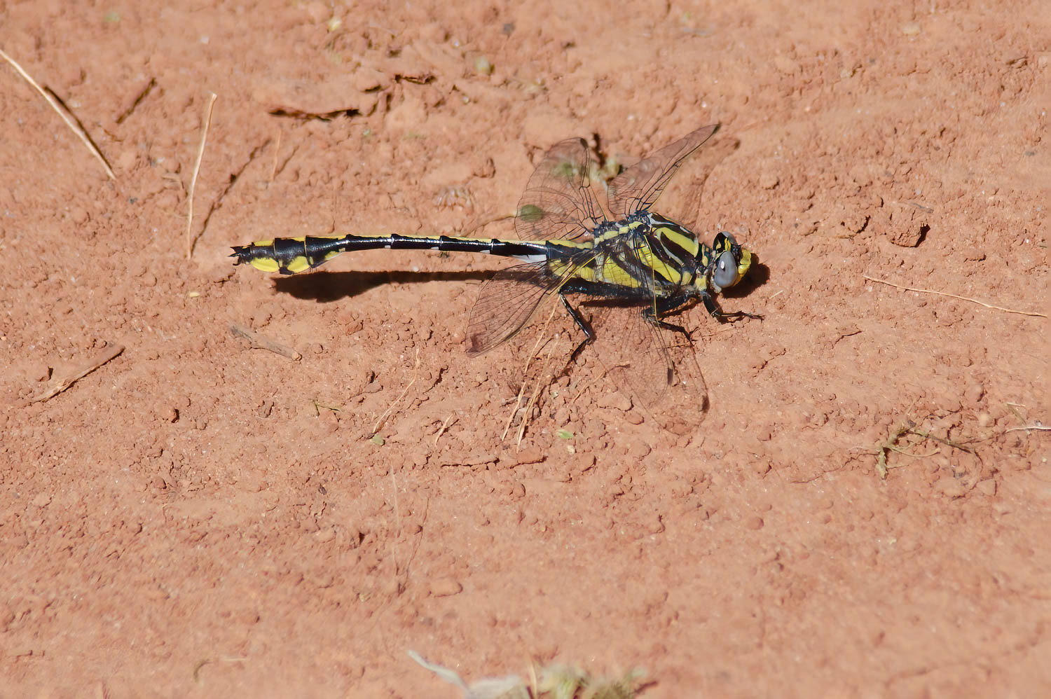 Cobra Clubtail (Gomphurus vastus) Male