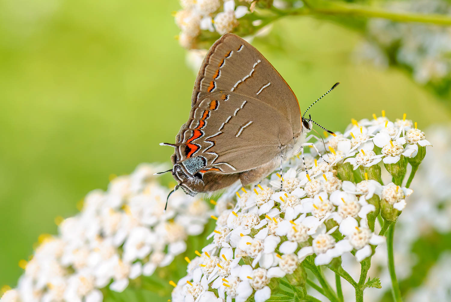 Soapberry Hairstreak (Phaeostrymon alcestis)