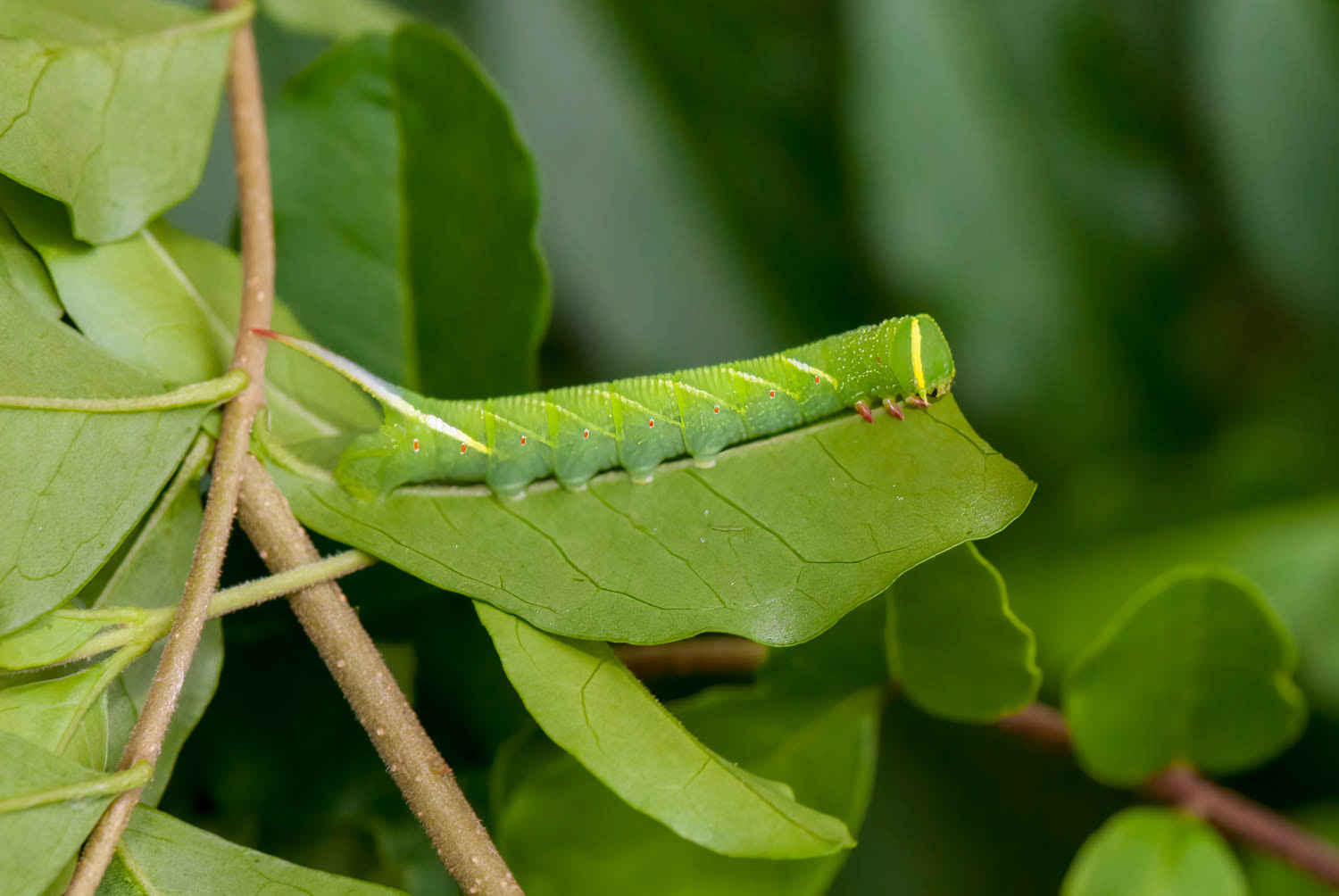 Waved sphinx Moth (Ceratomia undulosa)