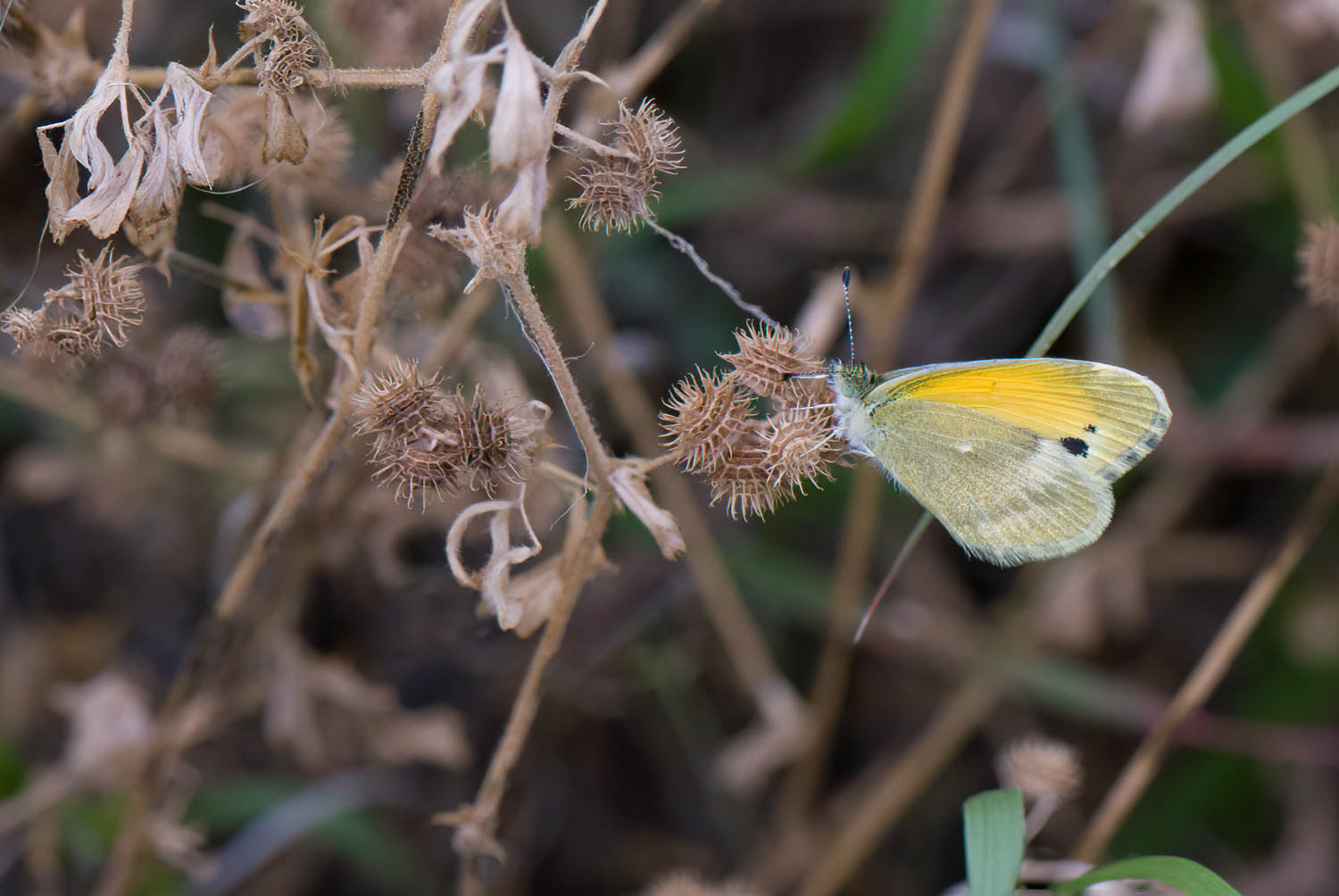 Dainty Sulphur Nathalis iole