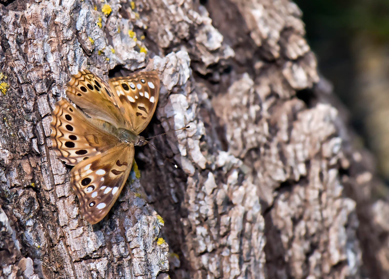 Tawny Emperor (Asterocampa clyton)