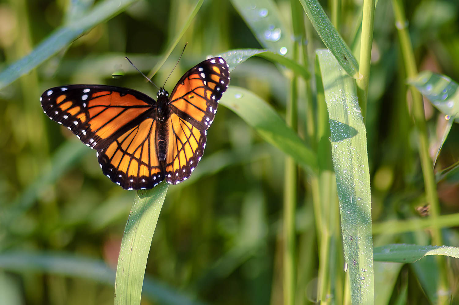 Viceroy (Limenotis archippus)