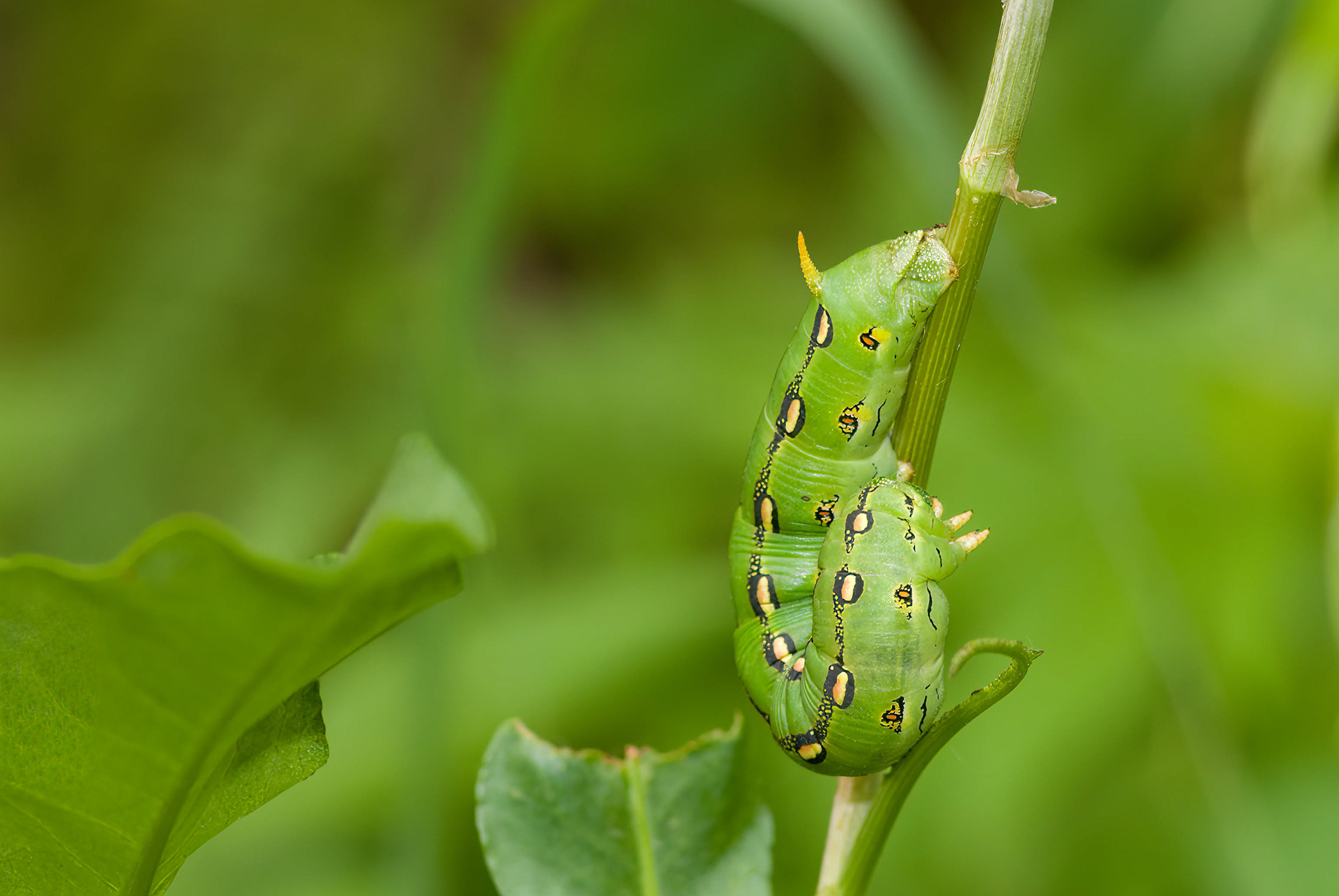 White-lined Sphinx Moth (Hyles lineata)
