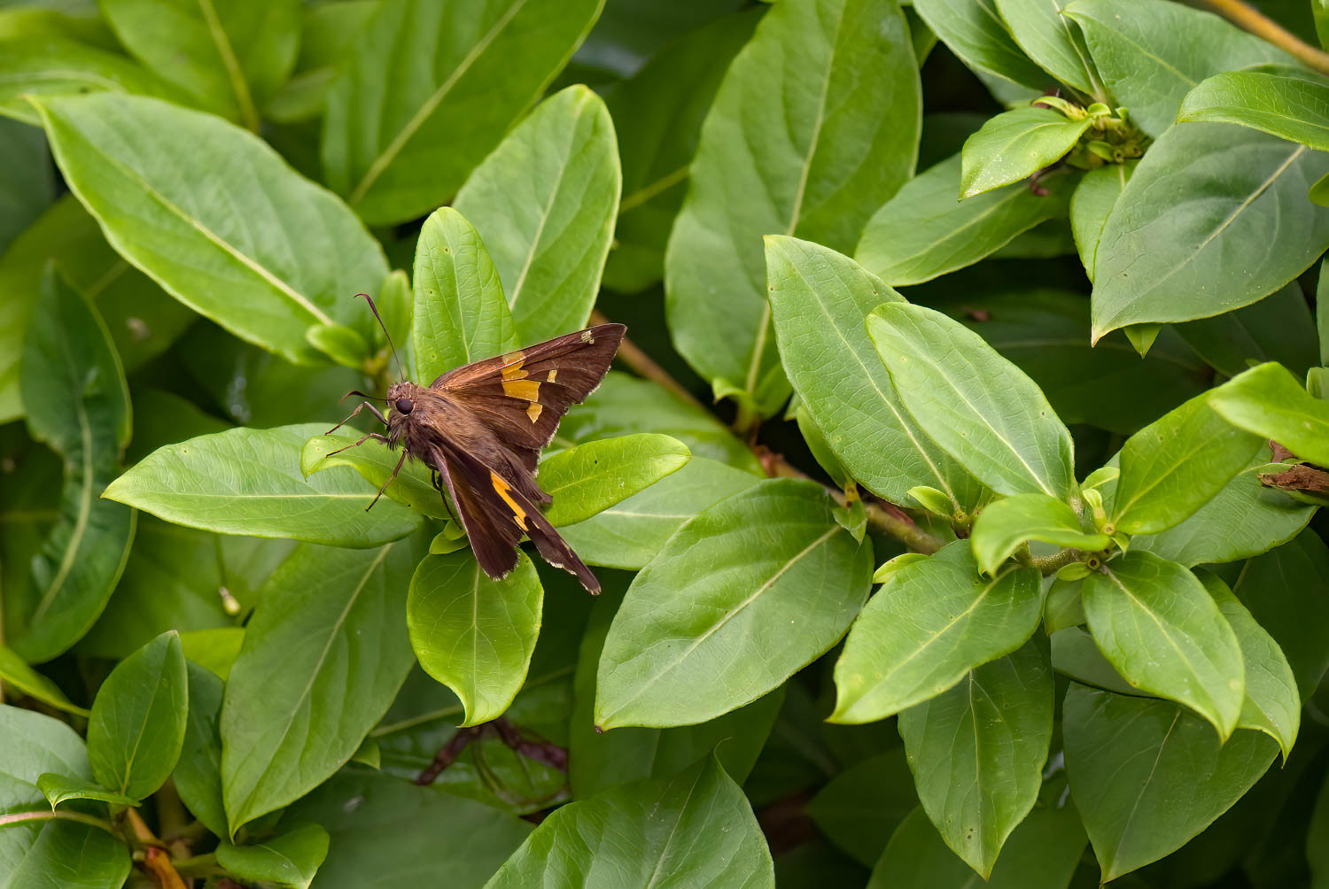 Silver-spotted Skipper (Epargyreus clarus)
