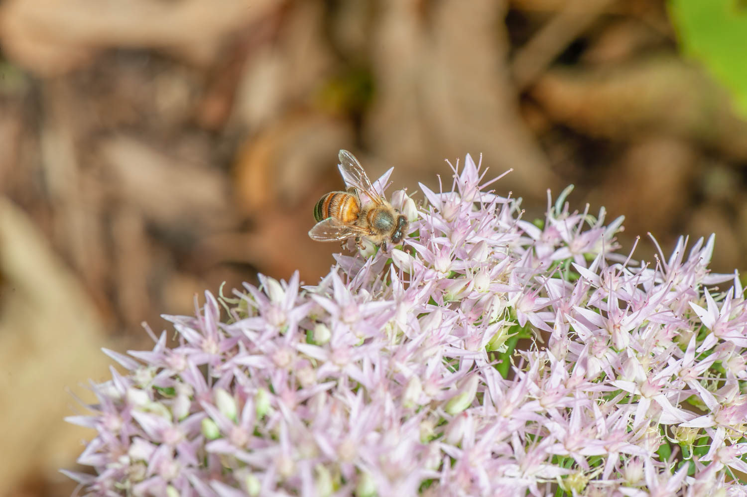 Western Honetbee (Apis meliffera)