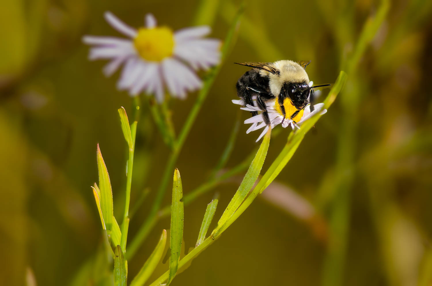 Eastern Carpenter Bee (Xylocopa virginica)