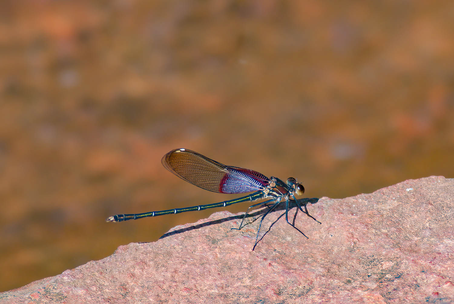 American Rubyspot (Hetaerina americana)