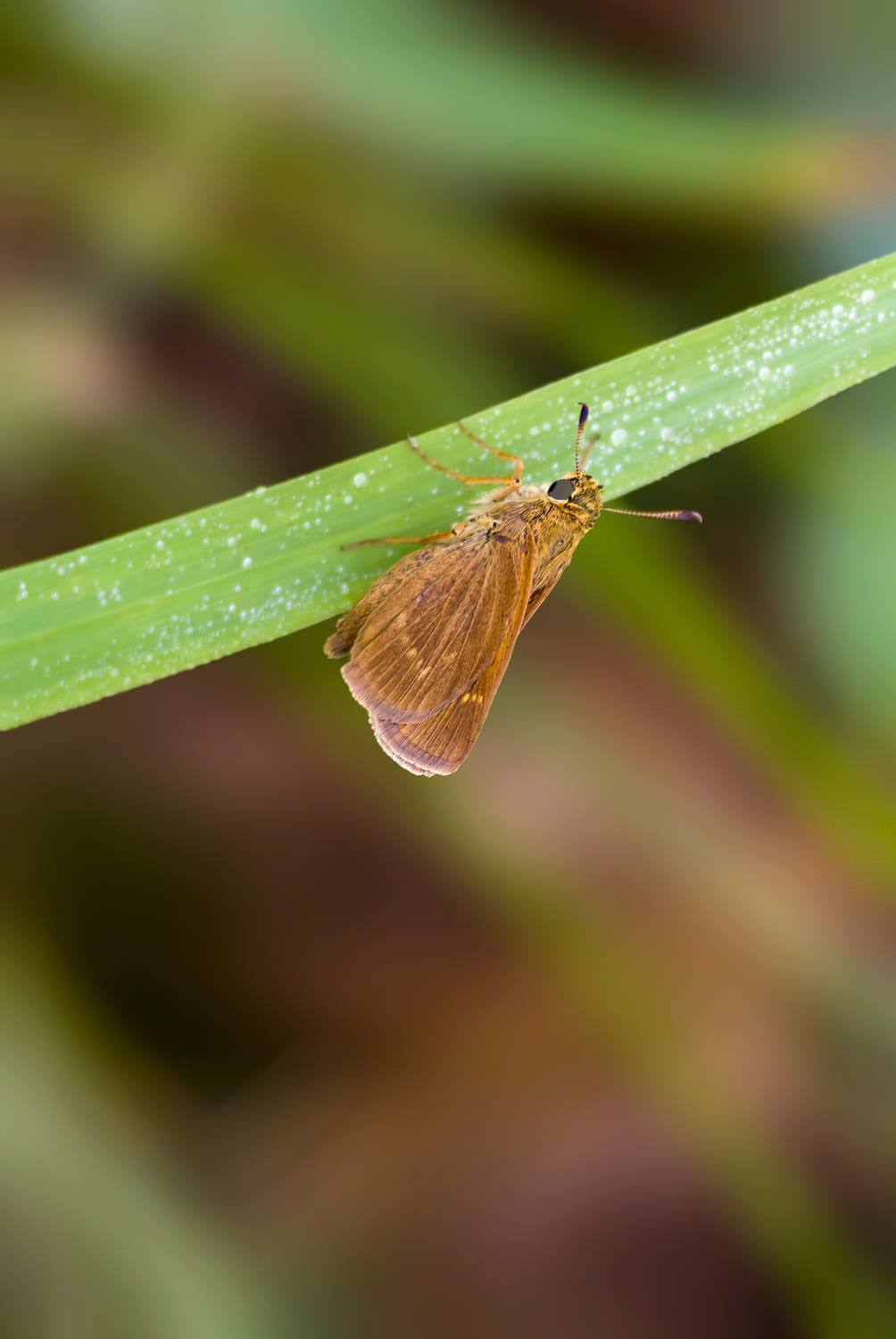 Crossline Skipper Polites origenes