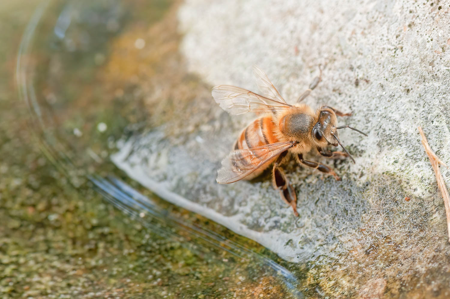 Western Honetbee (Apis meliffera)
