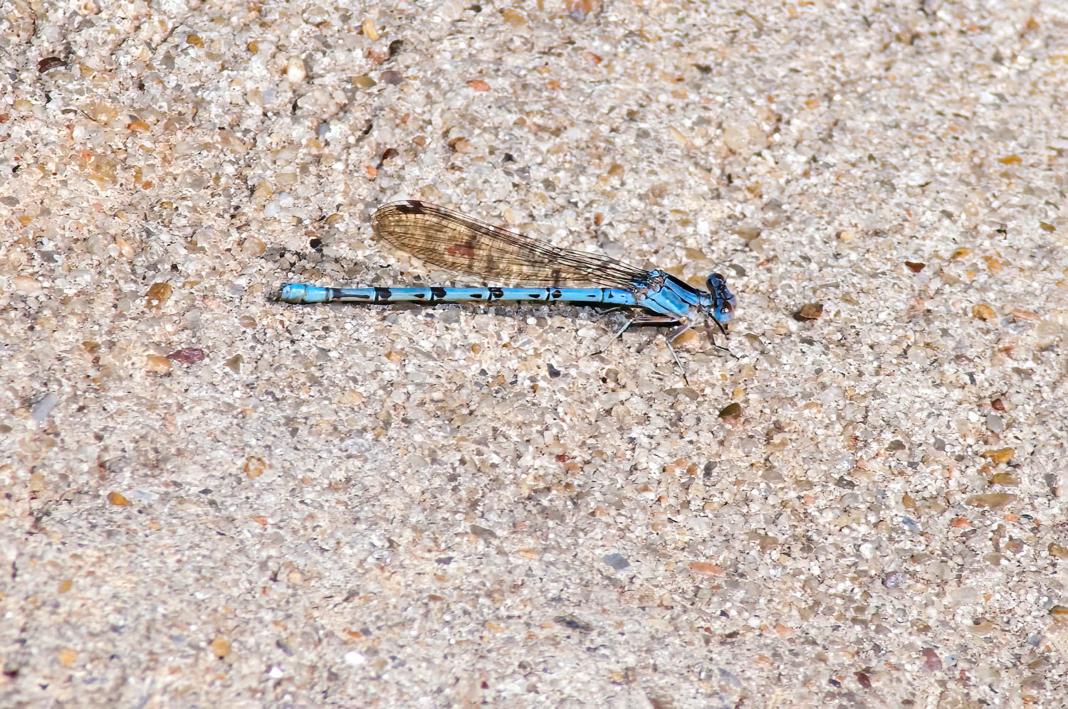 springwater dancer (Argia plana) Male