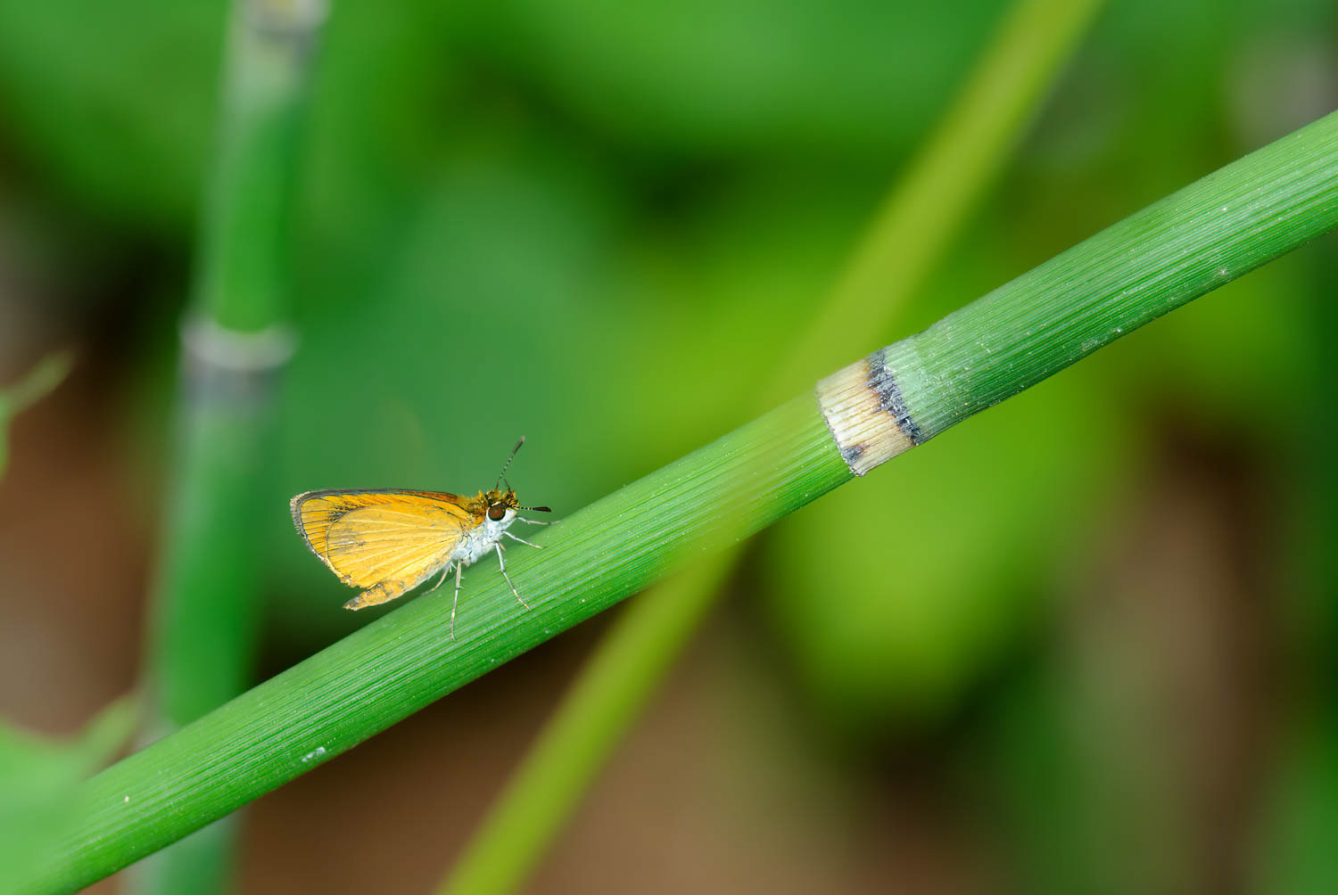Least Skipper (Ancyloxypha numitor)