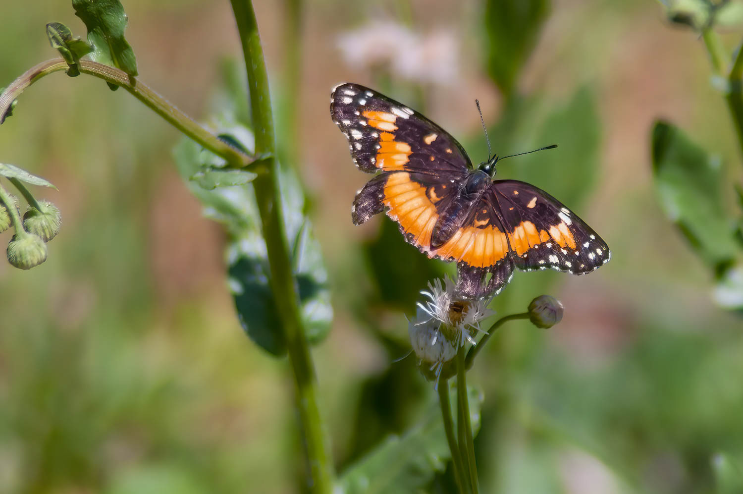 Bordered Patch (Chlosyne lacinia)